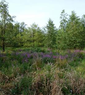 2024 07 31 Da Bohlensteg (3)